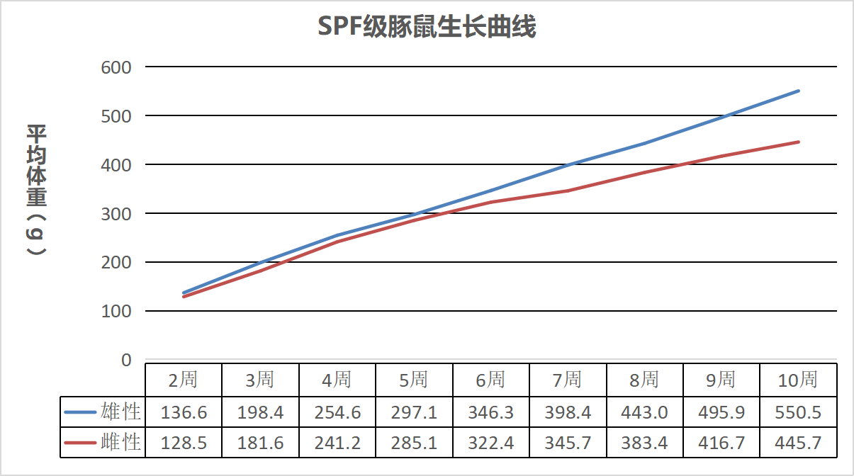 SPF级豚鼠.png